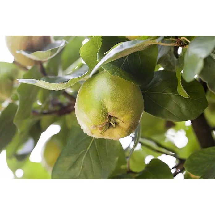 Pflanzen für dich Obstbaum 150-200 cm - Cydonia oblonga 'Konstantinop.Apfelquitte' - Grüne, pelzige Quittenfrucht hängt an einem Ast, umgeben von grünen Blättern.