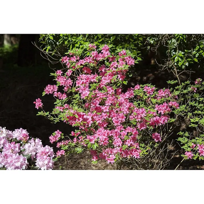 Pflanzen für dich Japanische Azalee 30-40 cm - Rhododendron obtusum 'Madame Albert v.Hecke', Weiß - Leuchtend rosa Azaleenbusch mit grünen Blättern in voller Blüte.