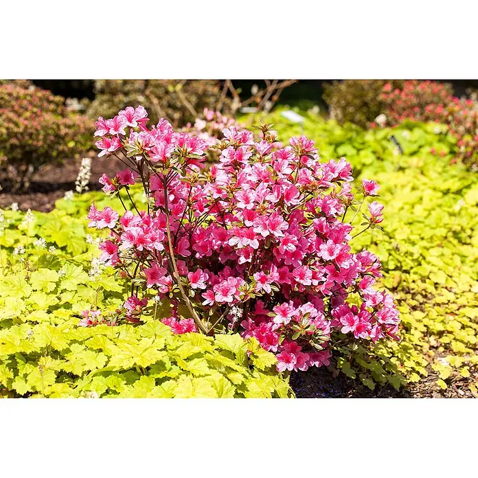 Pflanzen für dich Japanische Azalee 30-40 cm - Rhododendron obtusum 'Madame Albert v.Hecke', Weiß - Lebhaft pinkfarbener Azaleenstrauch blüht in einem Garten, umgeben von hellgrünem Laub.