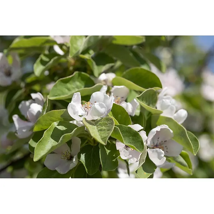 Pflanzen für dich Obstbaum 150-200 cm - Cydonia oblonga 'Konstantinop.Apfelquitte' - Nahaufnahme weißer Quittenblüten mit deutlichen Staubblättern und grünen Blättern im Sonnenlicht.