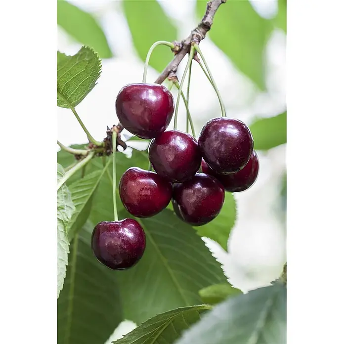 Pflanzen für dich Obstbaum 150-200cm - Prunus avium 'Große Schwarze Knorpel' - Dunkelrote Kirschen hängen an einem Ast mit grünen Blättern.