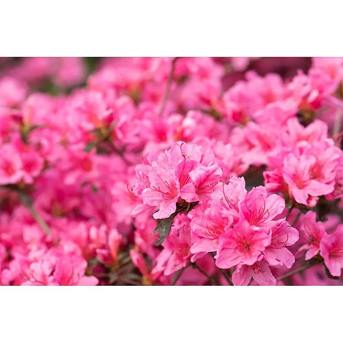Pflanzen für dich Japanische Azalee 30-40 cm - Rhododendron obtusum 'Madame Albert v.Hecke', Weiß - Nahaufnahme leuchtend pinker Azaleenblüten in voller Blüte.