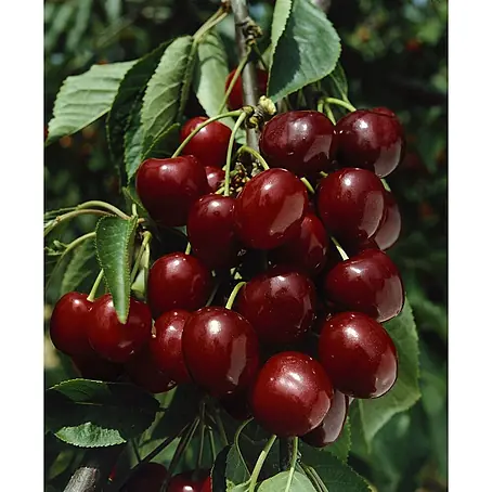 Pflanzen für dich  Obstbaum 40 cm
