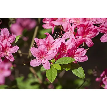 Pflanzen für dich  Japanische Azalee 20-25 cm