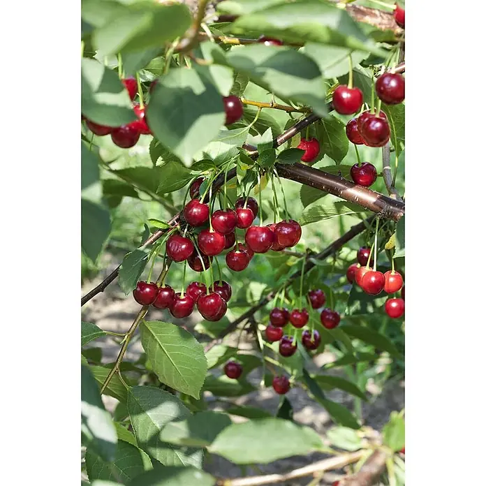 Pflanzen für dich Obstbaum 40 cm - Prunus cerasus 'Schattenmorelle' - Saftige rote Kirschen hängen reif an einem Zweig zwischen grünen Blättern.