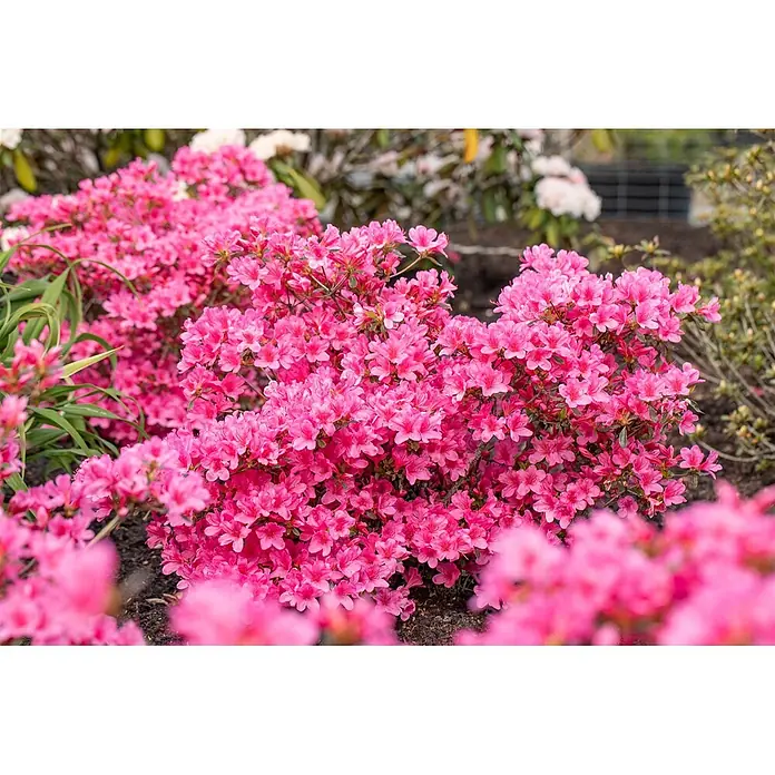 Pflanzen für dich Japanische Azalee 30-40 cm - Rhododendron obtusum 'Madame Albert v.Hecke', Weiß - Ein dichter Busch bedeckt mit kleinen, leuchtend pinken Blüten in voller Blüte.