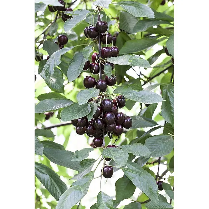 Pflanzen für dich Obstbaum 40 cm - Malus domestica - Trauben von dunklen, reifen Kirschen hängen an einem Baumast, umgeben von saftig grünen Blättern.