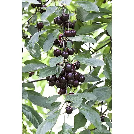 Pflanzen für dich  Obstbaum 40 cm