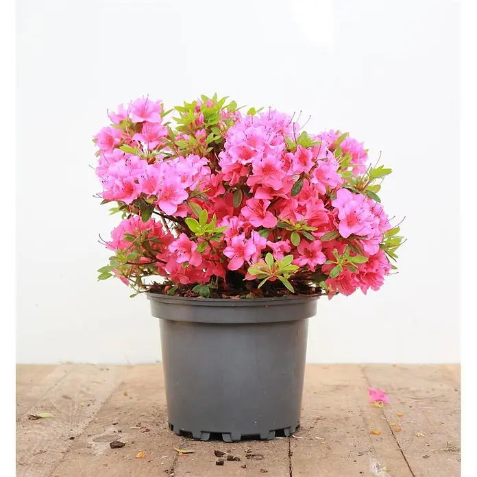 Pflanzen für dich Japanische Azalee 20-25 cm - Rhododendron obtusum 'Michiko', Orange - Blühende pinkfarbene Azalee in einem dunkelgrauen Plastiktopf.