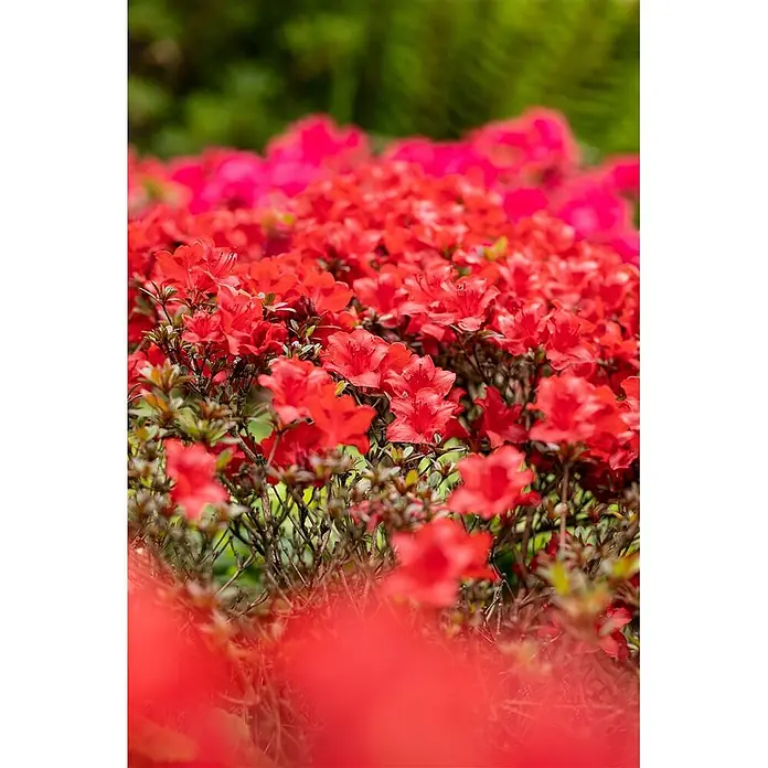Pflanzen für dich Japanische Azalee 25-30 cm - Rhododendron obtusum 'Maraschino', Rot - Leuchtend rote Blumen bedecken dicht einen Gartenstrauch.