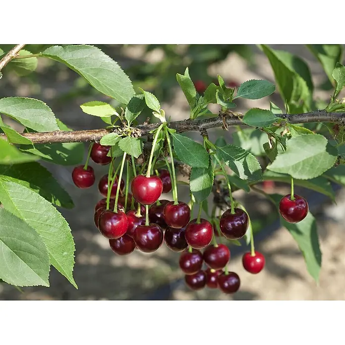 Pflanzen für dich Obstbaum 40 cm - Prunus cerasus 'Schattenmorelle' - Büschel reifer, tiefroter Kirschen hängen an einem Ast zwischen grünen Blättern.