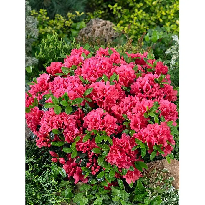 Pflanzen für dich Japanische Azalee 25-30 cm - Rhododendron obtusum 'Maraschino', Rot - Leuchtend pinker Azaleenbusch, dicht bedeckt mit gefüllten Blüten und sattgrünen Blättern, im Garten blühend.