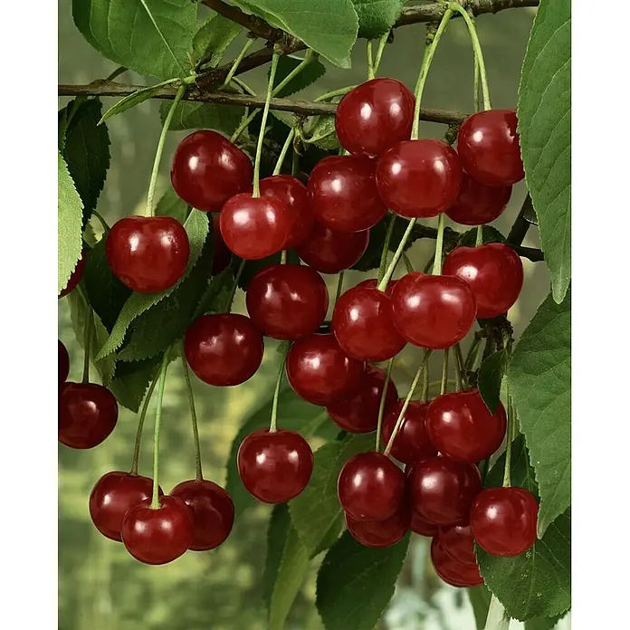 Pflanzen für dich Obstbaum 40 cm - Prunus cerasus 'Schattenmorelle' - Reife rote Kirschen hängen in Trauben an einem belaubten Ast.