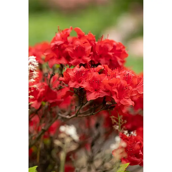 Pflanzen für dich Japanische Azalee 25-30 cm - Rhododendron obtusum 'Maraschino', Rot - Lebhafte rote Blumen, die an einem Busch blühen.