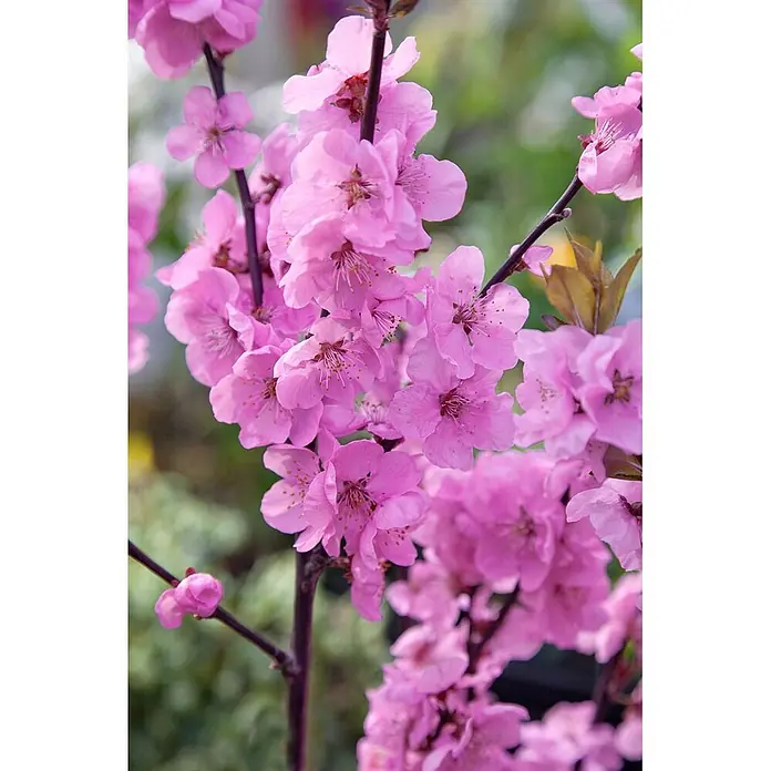 Pflanzen für dich Obstbaum 100-150 cm - Prunus persica 'Spring Glow' - Zarte rosa Blüten in Gruppen an dunklen Ästen.
