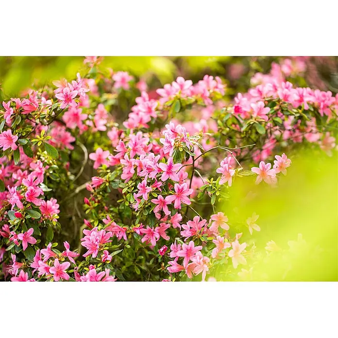 Pflanzen für dich Japanische Azalee 20-25 cm - Rhododendron obtusum 'Rosa', Rosa - Üppiger Busch mit leuchtend rosa, sternförmigen Blüten und grünen Blättern.