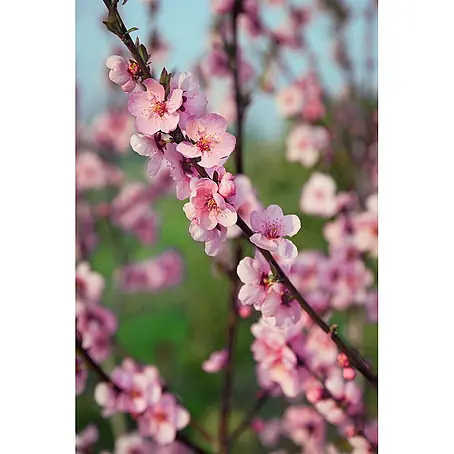 Pflanzen für dich  Obstbaum 100-150 cm