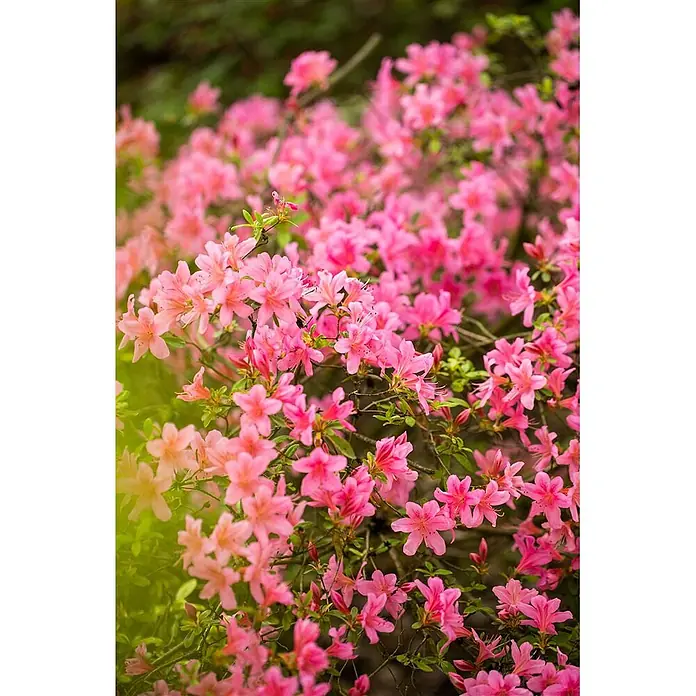 Pflanzen für dich Japanische Azalee 20-25 cm - Rhododendron obtusum 'Rosa', Rosa - Ein dichter Busch bedeckt mit zahlreichen leuchtend rosa Blüten und grünen Blättern.