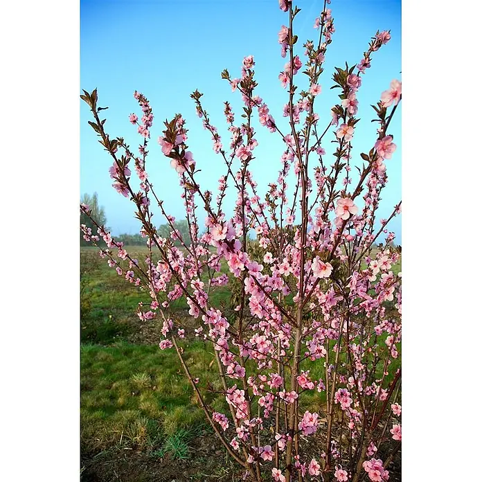 Pflanzen für dich Obstbaum 100-150 cm - Prunus persica 'Spring Glow' - Blühender Busch mit zahlreichen leuchtend rosa Blüten und austreibenden grünen Blättern.