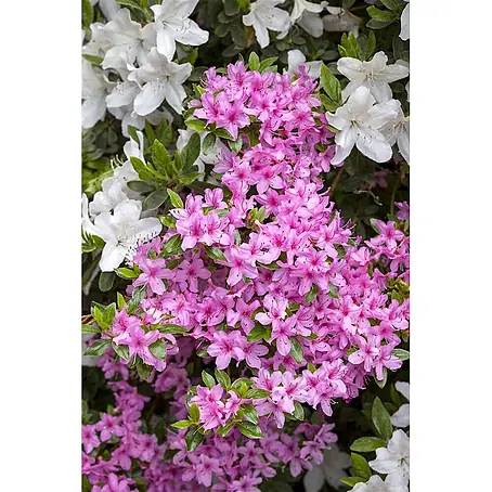 Pflanzen für dich  Japanische Azalee 20-25 cm