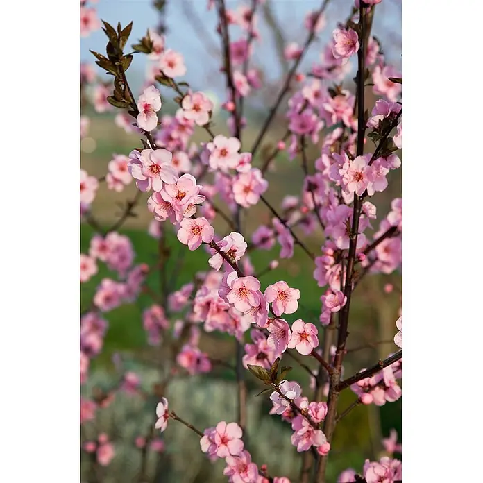 Pflanzen für dich Obstbaum 100-150 cm - Prunus persica 'Spring Glow' - Nahaufnahme von leuchtend rosa Blüten, die dunkle Äste eines blühenden Baumes dicht bedecken.