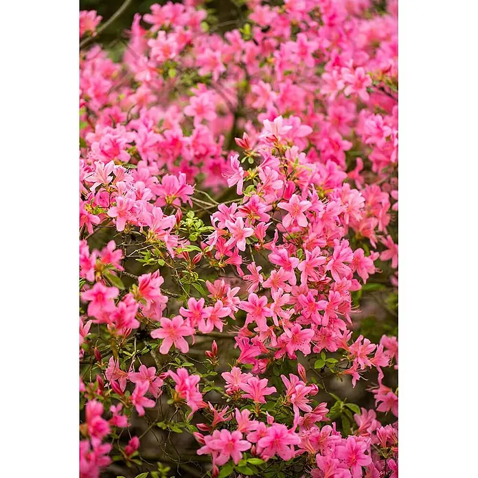 Pflanzen für dich Japanische Azalee 20-25 cm - Rhododendron obtusum 'Rosa', Rosa - Leuchtend rosa Blüten an einem grünen Strauch.