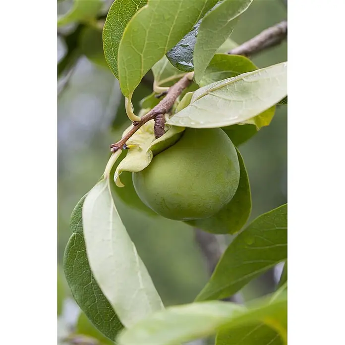 Pflanzen für dich Obstbaum 125-150 cm - Diospyros kaki 'Ernesto' - Grüne, unreife Frucht hängt an einem Ast zwischen grünen Blättern.