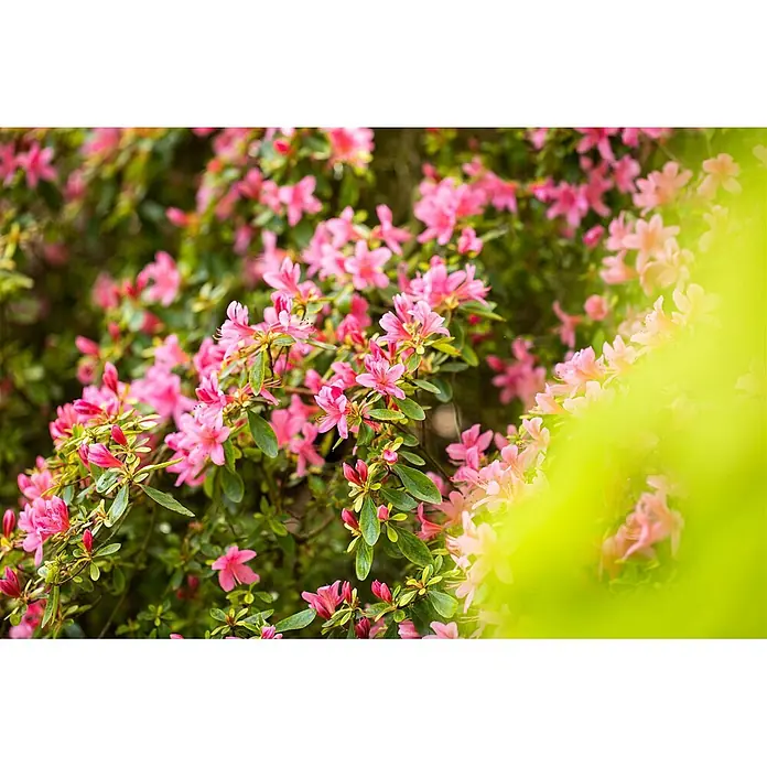 Pflanzen für dich Japanische Azalee 20-25 cm - Rhododendron obtusum 'Rosa', Rosa - Üppiger Busch mit zahlreichen leuchtend rosa Blüten und grünen Blättern.
