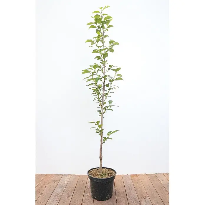 Pflanzen für dich Obstbaum 125-150 cm - Diospyros kaki 'Ernesto' - Junger Baum mit grünen Blättern in einem schwarzen Topf.