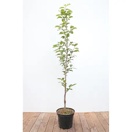 Pflanzen für dich  Obstbaum 125-150 cm