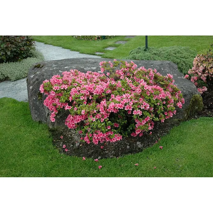 Pflanzen für dich Japanische Azalee 20-25 cm - Rhododendron obtusum 'Rosa', Rosa - Leuchtend pinker Azaleenbusch in voller Blüte neben einem großen grauen Felsen in einem grünen Garten.