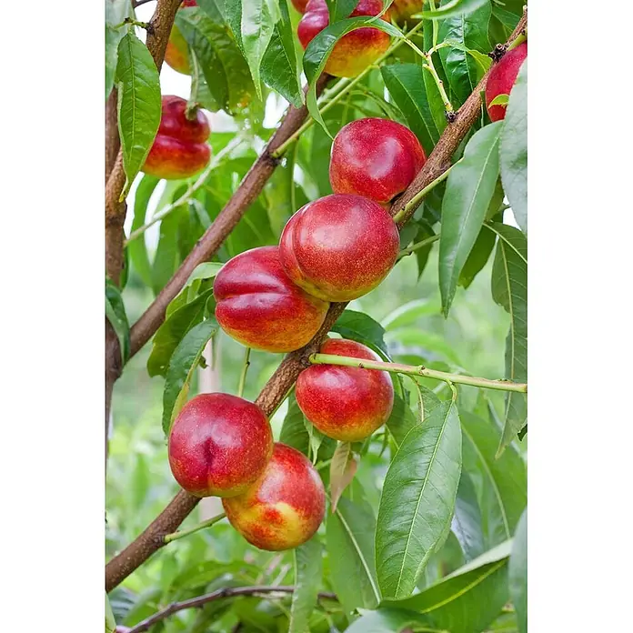 Pflanzen für dich Obstbaum 150-200cm - Prunus persica 'Flavortop' - Reife rote und gelbe Nektarinen hängen an einem Ast zwischen grünen Blättern.
