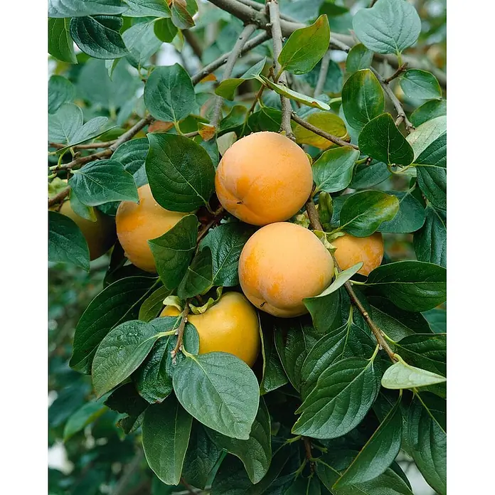 Pflanzen für dich Obstbaum 125-150 cm - Diospyros kaki 'Ernesto' - Reife orangefarbene Kakis hängen an einem Ast, umgeben von grünen Blättern.