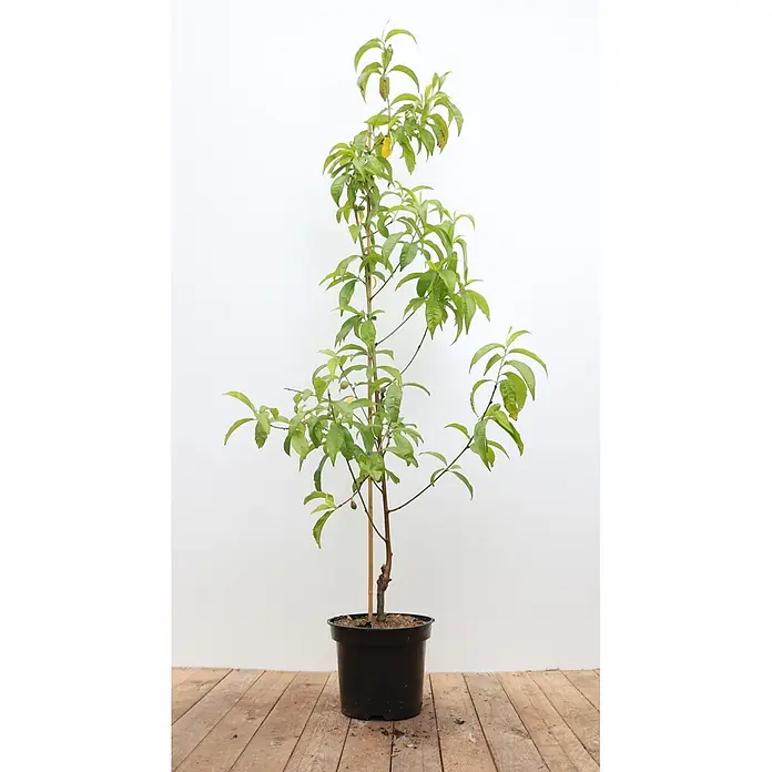 Pflanzen für dich Obstbaum 150-200cm - Prunus persica 'Flavortop' - Junger Obstbaum im Topf mit grünen Blättern und kleinen Früchten, gestützt von einem Holzstab in einem schwarzen Topf.