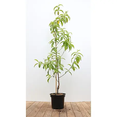 Pflanzen für dich  Obstbaum 150-200cm