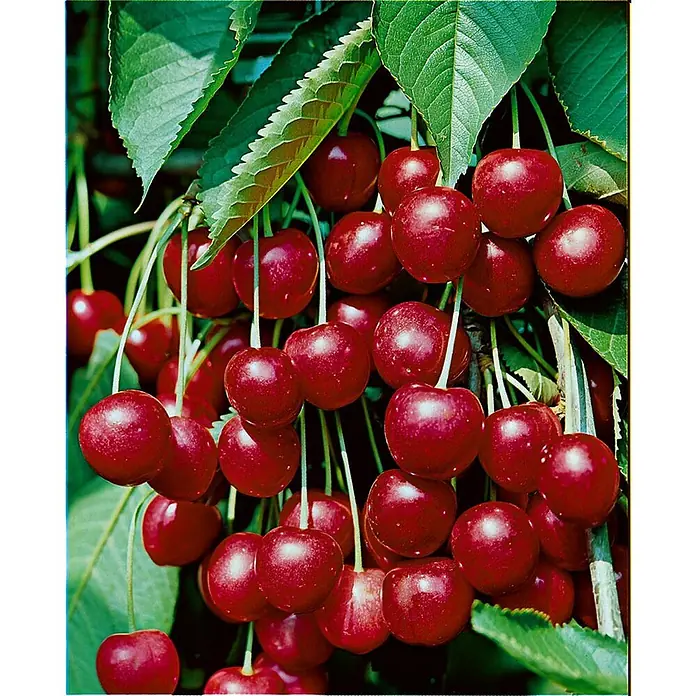 Pflanzen für dich Obstbaum 150-200cm - Prunus avium 'Hedelfinger Riesenk.' - Reife rote Kirschen an einem Ast.