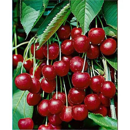 Pflanzen für dich  Obstbaum 150-200cm