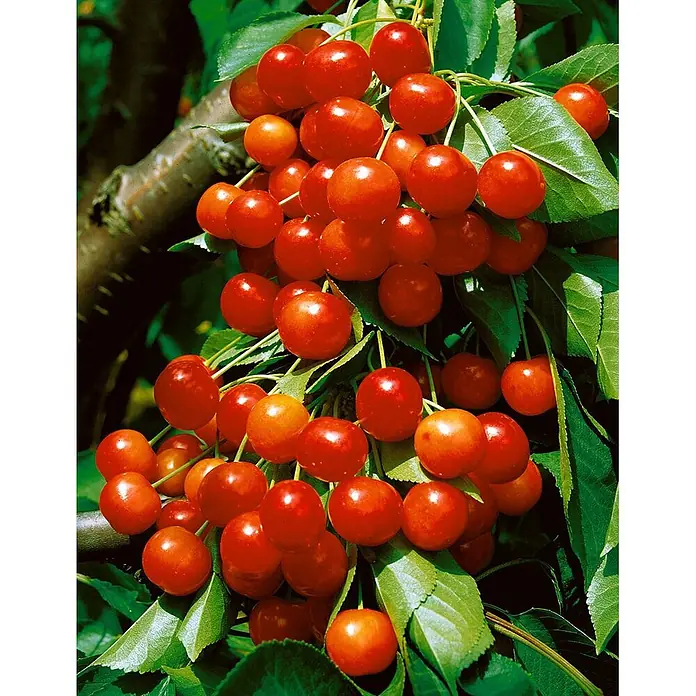 Pflanzen für dich Obstbaum 150-200cm - Prunus avium 'Büttners Roter Knorpel' - Büschel reifer, glänzender roter Kirschen an einem grünen, belaubten Ast hängend.