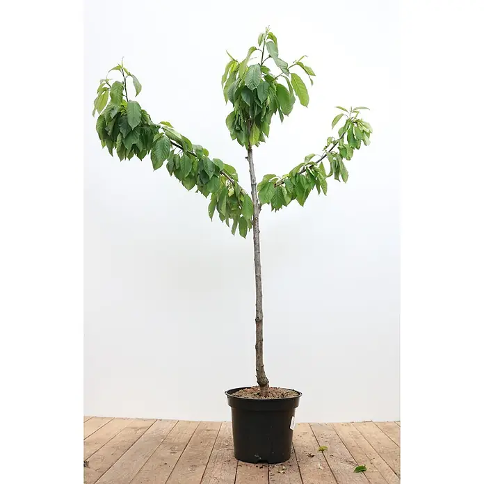 Pflanzen für dich Obstbaum 150-200cm - Prunus avium 'Büttners Roter Knorpel' - Ein junger Baum mit schlankem braunem Stamm und üppig grünen Blättern, in einem schwarzen Topf.