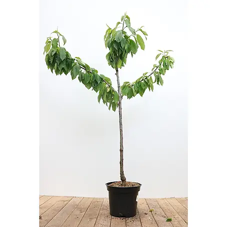 Pflanzen für dich  Obstbaum 150-200cm