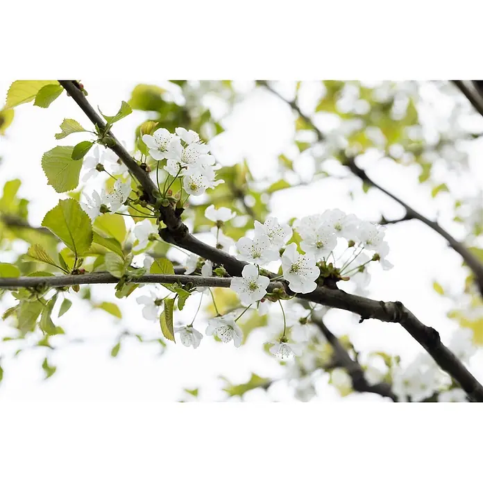 Pflanzen für dich Obstbaum 150-200cm - Prunus avium 'Büttners Roter Knorpel' - Weiße Kirschblüten mit frischen grünen Blättern an Baumzweigen.