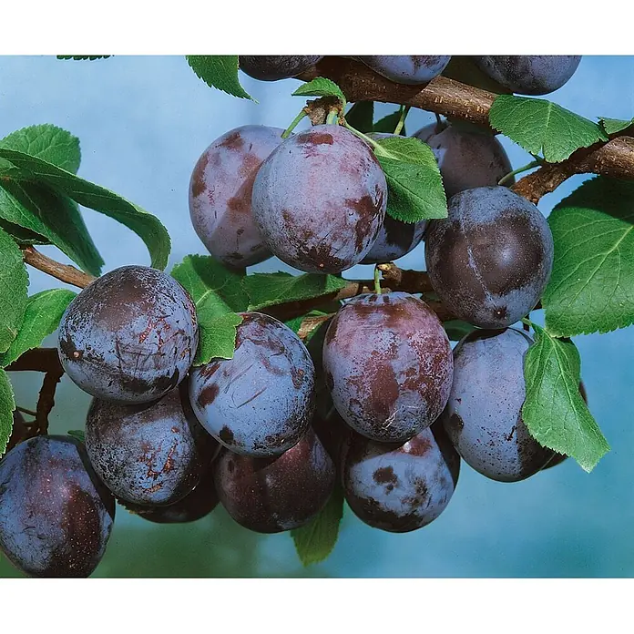 Pflanzen für dich Obstbaum 150-200 cm - Prunus domestica 'Ruth Gerstetter' - Reife lila Pflaumen hängen an einem belaubten Ast.