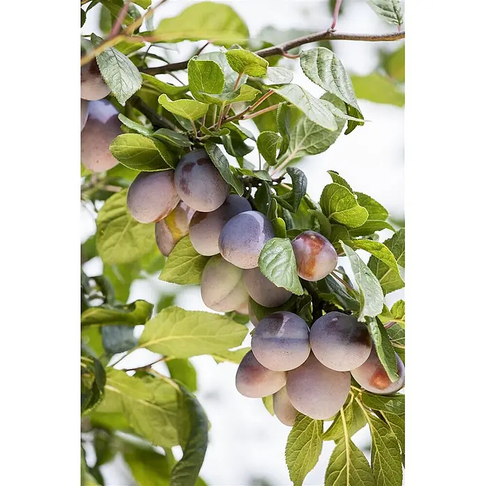 Pflanzen für dich Obstbaum 150-200 cm - Prunus domestica 'Ruth Gerstetter' - Reife lila und rötliche Pflaumen hängen an einem grünen belaubten Ast.