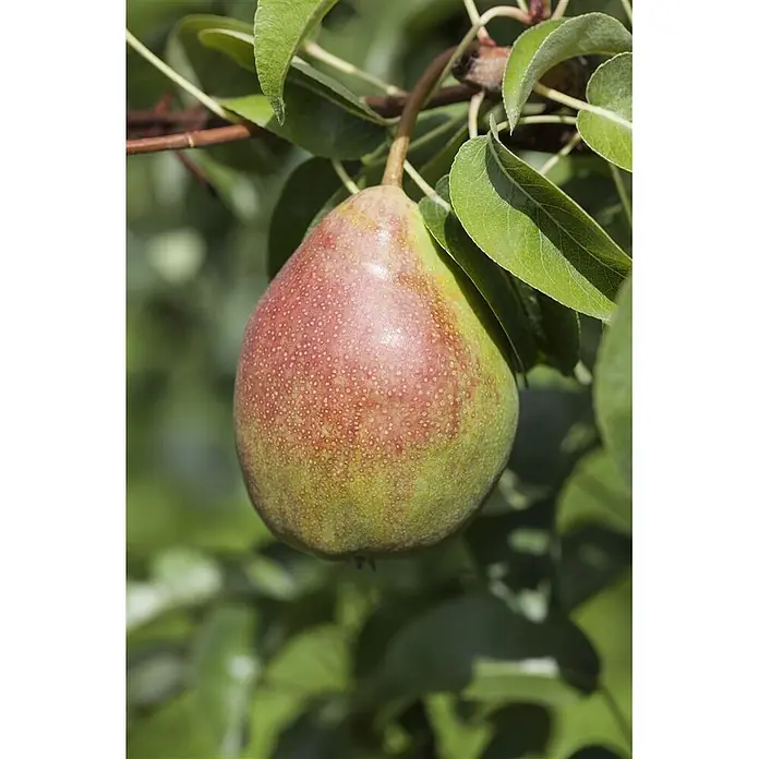 Pflanzen für dich Obstbaum Birnbaum 60-100 cm - Pyrus communis - Eine reife, rot-grüne Birne mit Sprenkeln hängt an einem Ast.