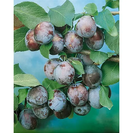 Pflanzen für dich  Obstbaum 150-200cm