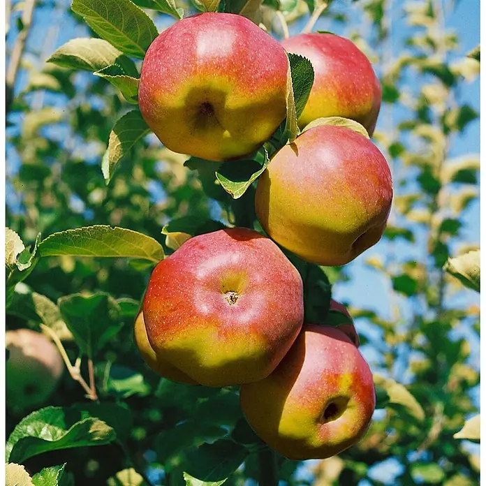 Pflanzen für dich Obstbaum 150-200cm - Malus 'Ontario' - Reife rote und gelbe Äpfel hängen an einem Ast mit grünen Blättern.
