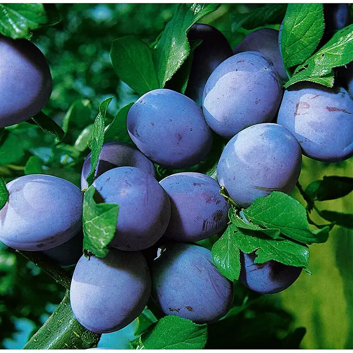 Pflanzen für dich Obstbaum 150-200 cm - Prunus domestica 'Ruth Gerstetter' - Viele reife blau-violette Pflaumen hängen an einem belaubten Ast.