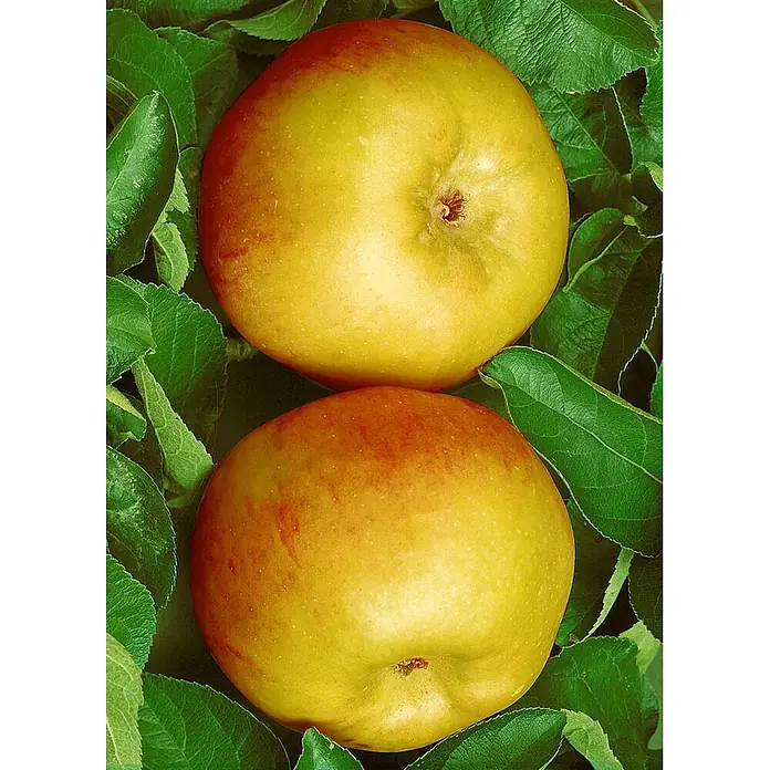 Pflanzen für dich Obstbaum 150-200cm - Malus 'Ontario' - Zwei gelb-rote Äpfel, eingebettet in grüne Blätter.