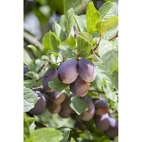Pflanzen für dich  Obstbaum 150-200 cm