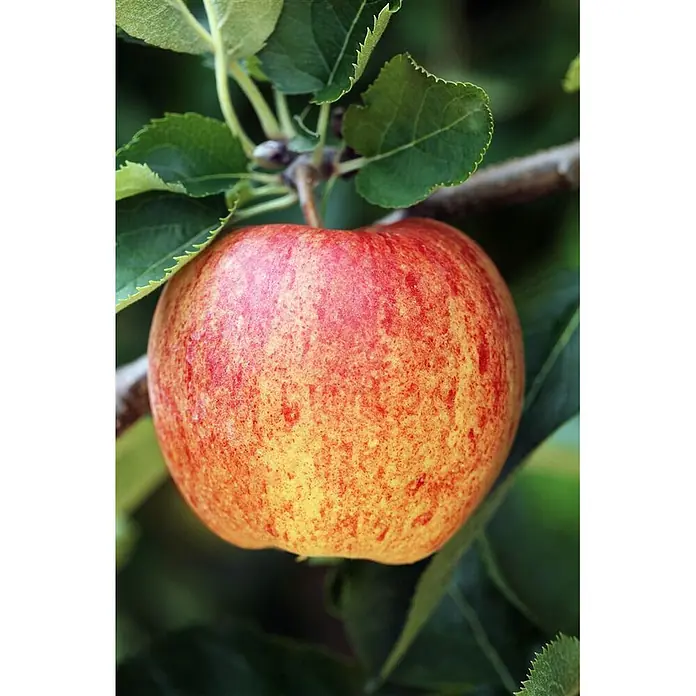 Pflanzen für dich Obstbaum 150-200cm - Malus 'Ontario' - Ein reifer, rot-gelb gefleckter Apfel hängt an einem Ast mit grünen Blättern.